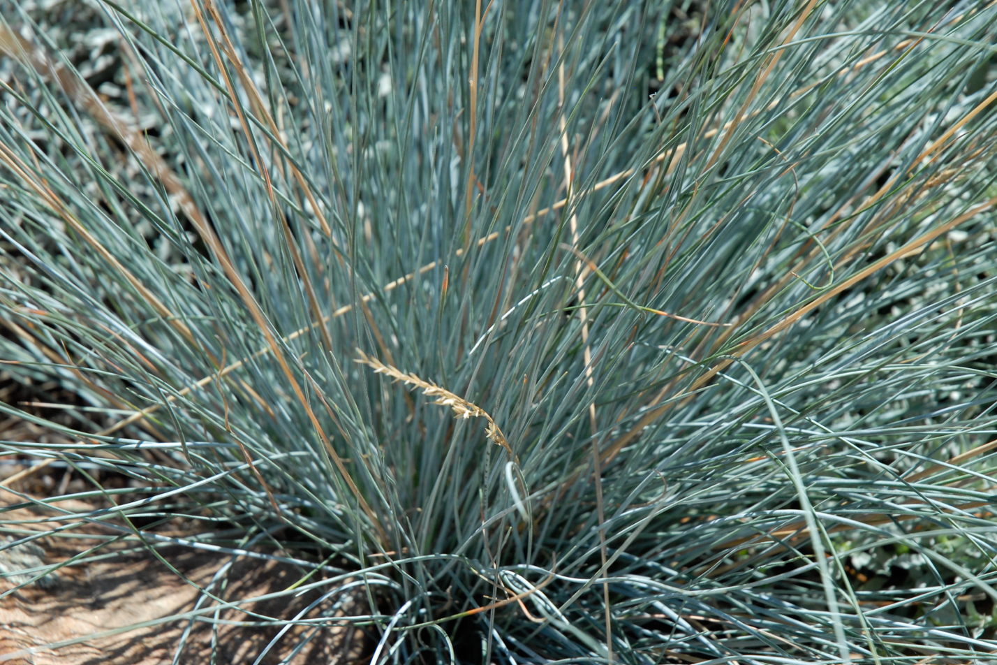 Blue Fescue